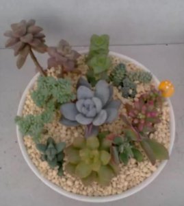 朋友带我玩多肉拼盘,简单3步,美出天际