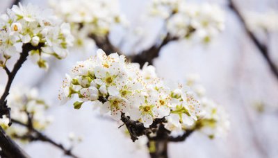 梨花是什么的象征 梨花有什么象征