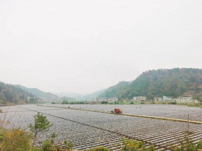 增产又增收!冬种马铃薯有“妙招”