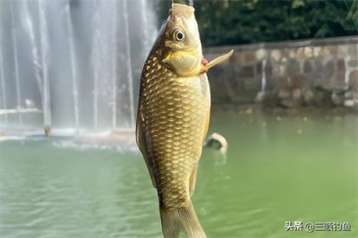 春季野钓鲫鱼实用技巧大公开!十分钟连钓四条,就这么简单!