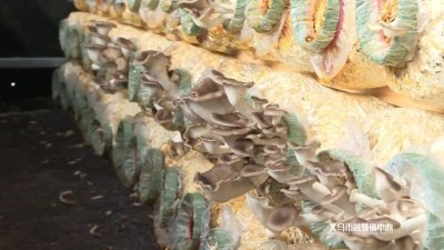 看着都美味!近段时间,义乌这里长满了秀珍菇