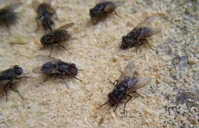 消灭家里的苍蝇,只用一个小妙招,方法既简单又实用