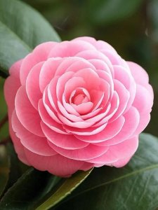 冷暴力是什么,危害是什么