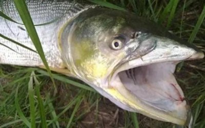 淡水鱼之王、水老虎——鳡鱼